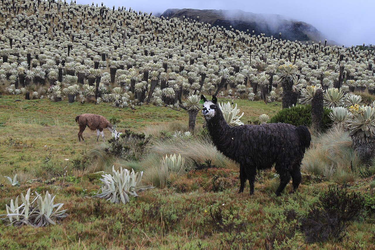 Reserva Ecológica El Ángel: páramo frailejones