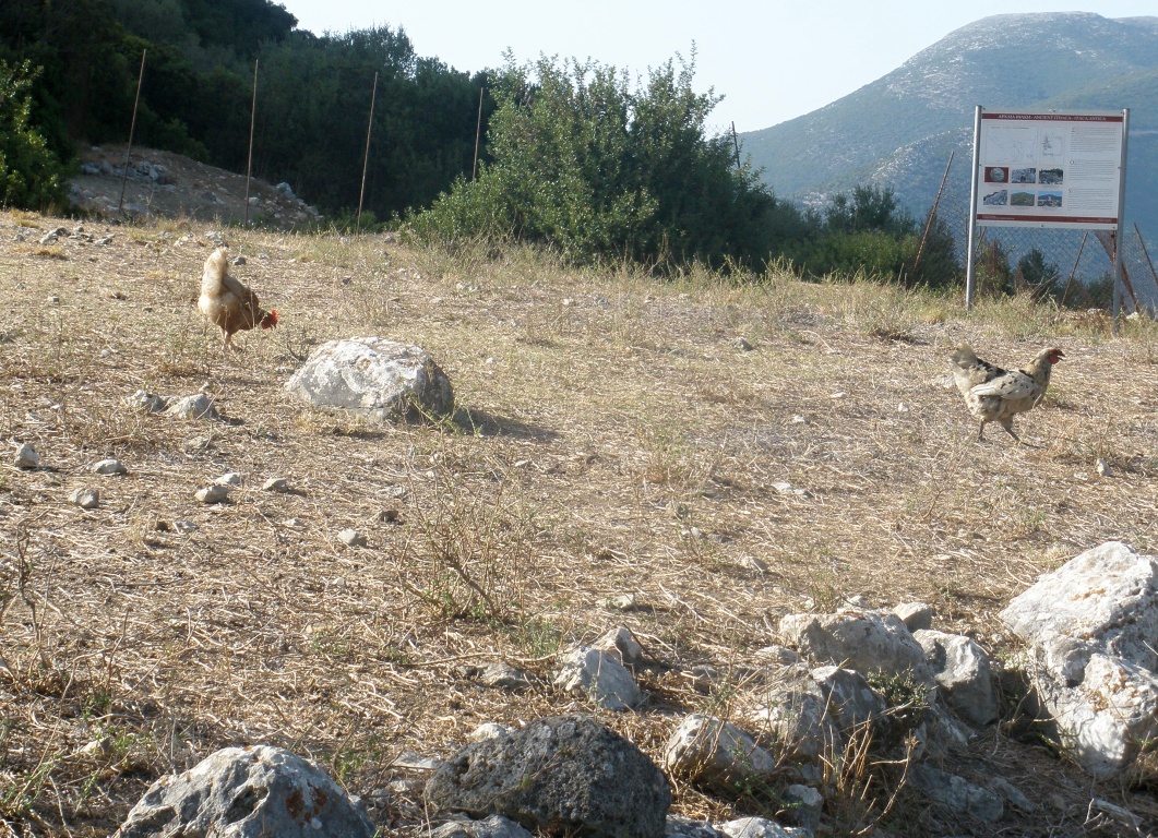 Piso Aetos (Alalkomenai)