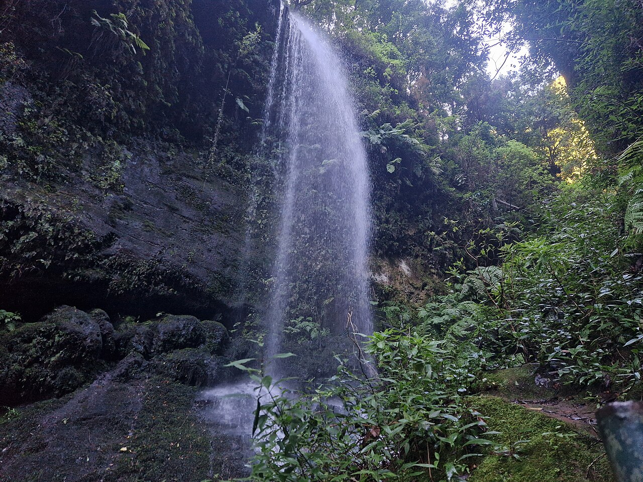 Los Tilos: las wawrzynowy i wodospad (La Palma)
