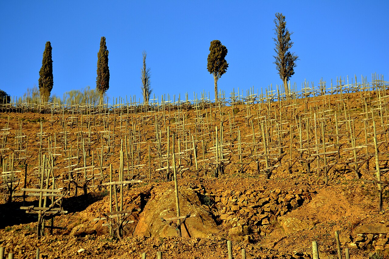 Winnice na łupkowej glebie llicorella pod Gratallops w Prioracie